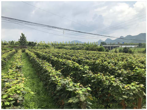 首页- 尊龙集团中国官网入口